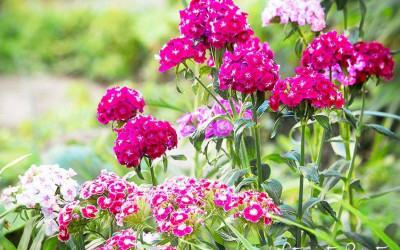 Bartnelken. Romantischer Blütenzauber mit Duft.