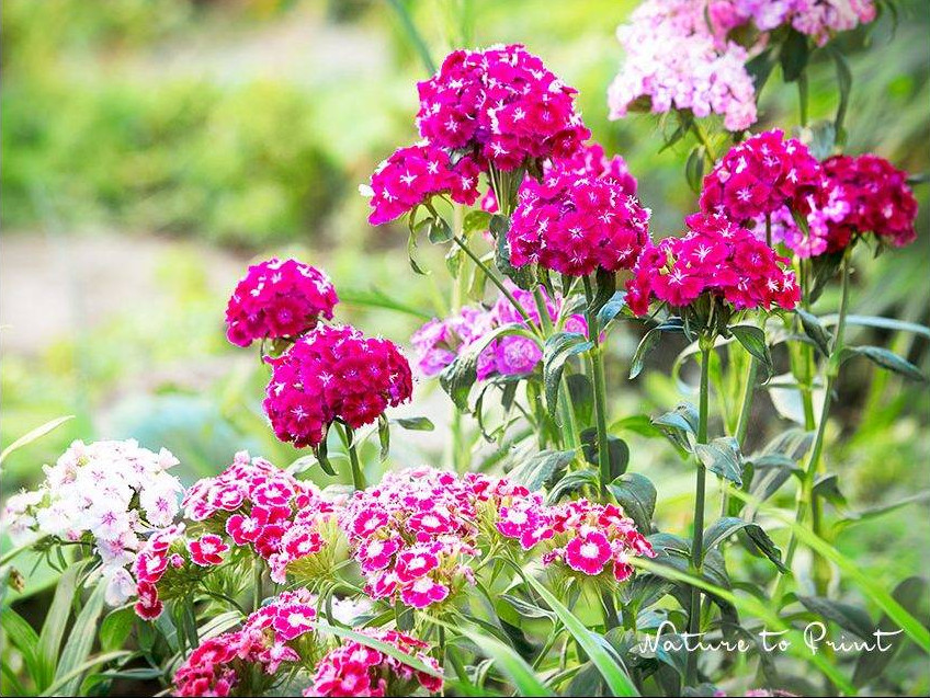 Bartnelken. Romantischer Blütenzauber mit würzigem Duft.