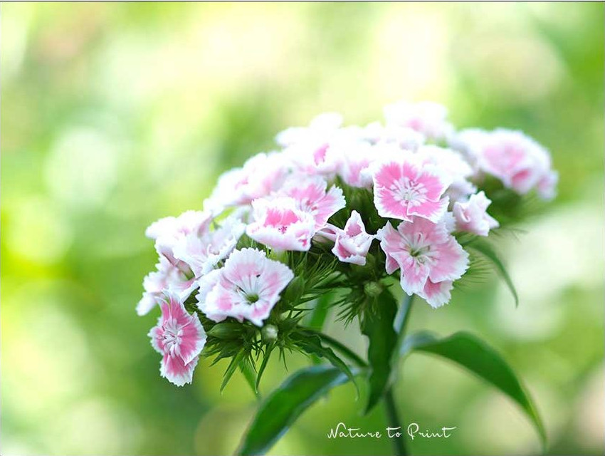 Bartnelke mit weiß-pinker Blüte