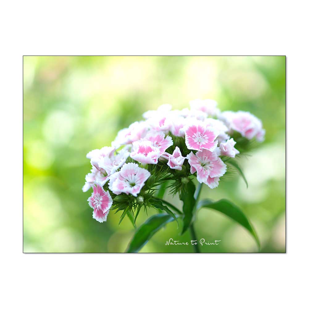 Romantische Bartnelken mit weiß-pinker Blüte | Blumenbild von Nature to Print