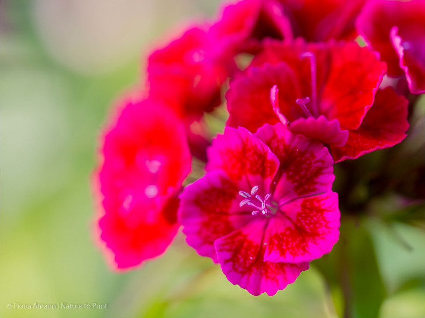 Bartennelke, Makro einer pinken Blüte