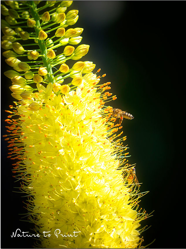 Besuch einer Honigbiene und einer Schwebfliege auf einer gelben Steppenkerze