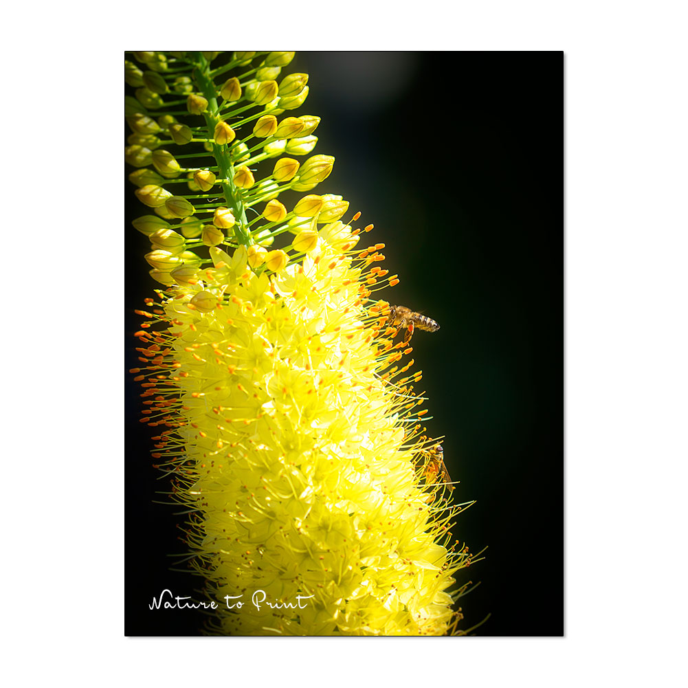 Besuch einer Honigbiene und einer Schwebfliege auf einer gelben Steppenkerze