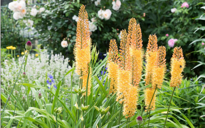 Steppenkerzen, prächtige Solitäre im Blumengarten.