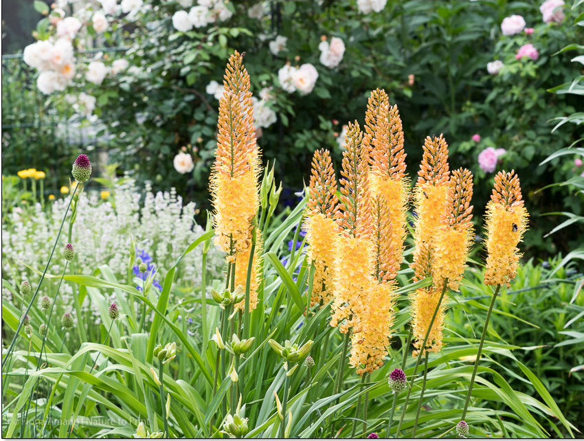 Steppenkerzen, prächtige Solitäre im Blumengarten.