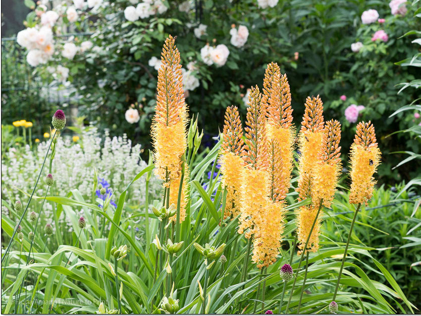Wo Blumenbilder wachsen 14 Steppenkerzen, prächtige Solitäre im Blumengarten