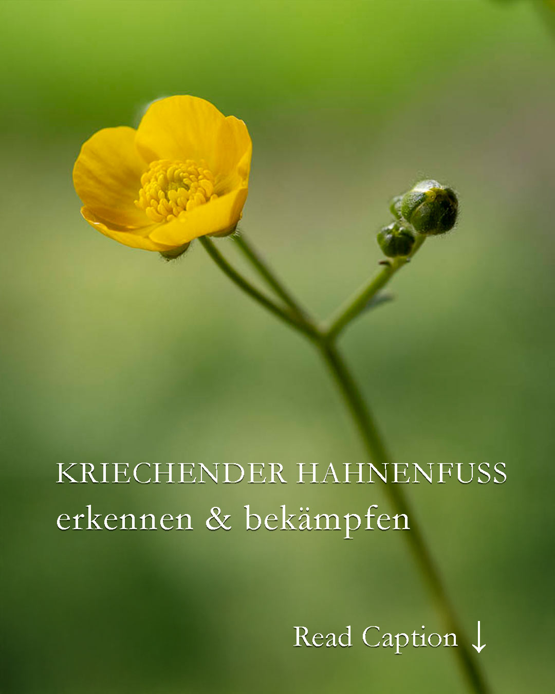 Kriechender Hahnenfuß, insektenfreundlich aber extrem lästig

Nicht jedes hübsch blühende Kraut darf im Garten ungeschoren bleiben! Das gilt ganz besonders für den Kriechenden Hahnenfuß aka Butterblume. Wer seinen Garten liebt, bekämpft rechtzeitig jede einzelne Pflanze.

+ Das Pioniergewächs wächst auf Äckern, Wiesen, Wegen und taucht auch überall im Garten auf
+ Es ist eine Zeigerpflanze für verdichteten, lehmigen, feuchten, sauren Boden.
+ Kriechender Hahnenfuß vermehrt sich durch Ausläufer und wurzelt nur etwa 25 cm tief.

+ Die Pflanze ist giftig, auch für Kühe.
+ Sie ist hoch allergen und sollte besser nur mit Handschuhen angefasst werden.

Warum Hahnenfuß bekämpfen?

+ Weil das robuste Wildkraut andere Pflanzen verdrängt.
+ Wo Hahnenfuß wächst, geht die Wiese kaputt.

Wie wird man Kriechenden Hahnenfuß wieder los?

+ Rechtzeitig ausstechen
+ Wiese: vertikulieren, sanden und kalken mit Gartenkalk
+ Boden lockern

Wehret den Anfängen!
Entsorgen Sie Hahnenfuß nicht im Kompost, sondern im Hausmüll. Kriechender Hahnenfuß vermehrt sich durch jedes einzelne Wurzelstück, das im Boden verbleibt.

Kriechender Hahnenfuß, insektenfreundlich, aber extrem lästig

https://www.wo-blumenbilder-wachsen.de/als-kriechender-unkraut-wurde/

Kurz: https://www.insbeet.de/Hahnenfuss

#garten #unkraut #hahnenfuß #gartentipps #gartenwissen #natur #bienenfreundlich #naturgarten #gartenarbeit #meingarten #gartenfragen #gartenblog #blumengarten #kleingarten #blumenbeet #gartenjahr #schrebergarten #gartenzeit