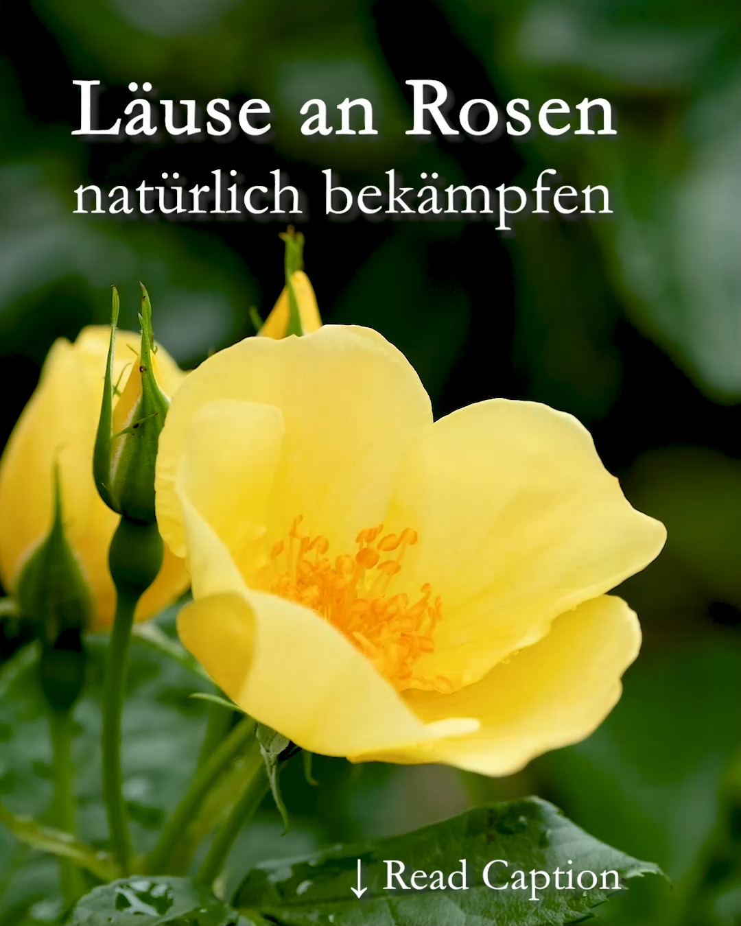 Läuse an Rosen
natürlich bekämpfen

Alle lieben schöne Rosen, säßen da nicht überall lästige Blattläuse an den Trieben. Wer jetzt zur Giftspritze greift, macht alles nur noch schlimmer. Denn Gift macht keinen Unterschied zwischen Nützling und Schädling, es killt alle Insekten. Der Unterschied ist nur, Schädlinge kommen schneller zurück und zack haben Läuse keine natürlichen Feinde mehr.

Es gibt giftfreie und zudem nachhaltige Methoden, Läuse loszuwerden:

+ Waschen Sie Läuse an Rosen mit einem Wasserstrahl aus dem Gartenschlauch einfach ab. Läuse fallen runter und finden den Weg nach oben nicht zurück. Sie kamen ja als Ei auf die Pflanze und sind am Boden völlig orientierungslos.

+ Pflanzen oder säen Sie Kapuzinerkresse. Läuse lieben Kapuzinerkresse und lassen für sie sämtliche Rosen links liegen. 

+ Fördern Sie Nützlinge. Marienkäfer, Florfliegen brauchen Läuse zur Aufzucht ihrer Jungen.

+ Richten Sie den Garten vogelfreundlich ein. Singvögel wie Meisen, Zaunkönige, Spatzen, Rotschwänzchen füttern ihrer Jungen bevorzugt mit Läusen. Vergiftete Läuse vergiften auch Vogelkinder, also verwenden Sie kein Insektizid. Auch kein Spülmittel. In einem vogelfreundlichen Garten werden Läuse, Raupen und andere Insekten nie zur Plage!

+ Unterpflanzen Sie Rosen mit Stauden, Sommerblumen und Bodendeckern. Pflanzliche Vielfalt macht den Garten attraktiv für alle. Nützlinge wissen das und helfen Ihnen bei der Jagd auf Läuse.

++ Ändern Sie die Perspektive: Läuse sind als Lebendfutter überaus nützlich für die Natur. Schonen Sie Ihren Geldbeutel und überlassen Sie Nützlingen den Job als Läusejäger und freuen Sie sich über schöne Rosen, ohne Läuse.

Im Blog: Schöne Rosen, bitte ohne Läuse.
https://www.wo-blumenbilder-wachsen.de/laeuse-an-rosen-bekaempfen/

Kurzlink: https://www.insbeet.de/lausfrei

#Rosen #Nützlinge #Läuse #Blattläuse #natürlich #garten #lebenmitblumen #naturnahgärtnern #nachhaltig #lumix