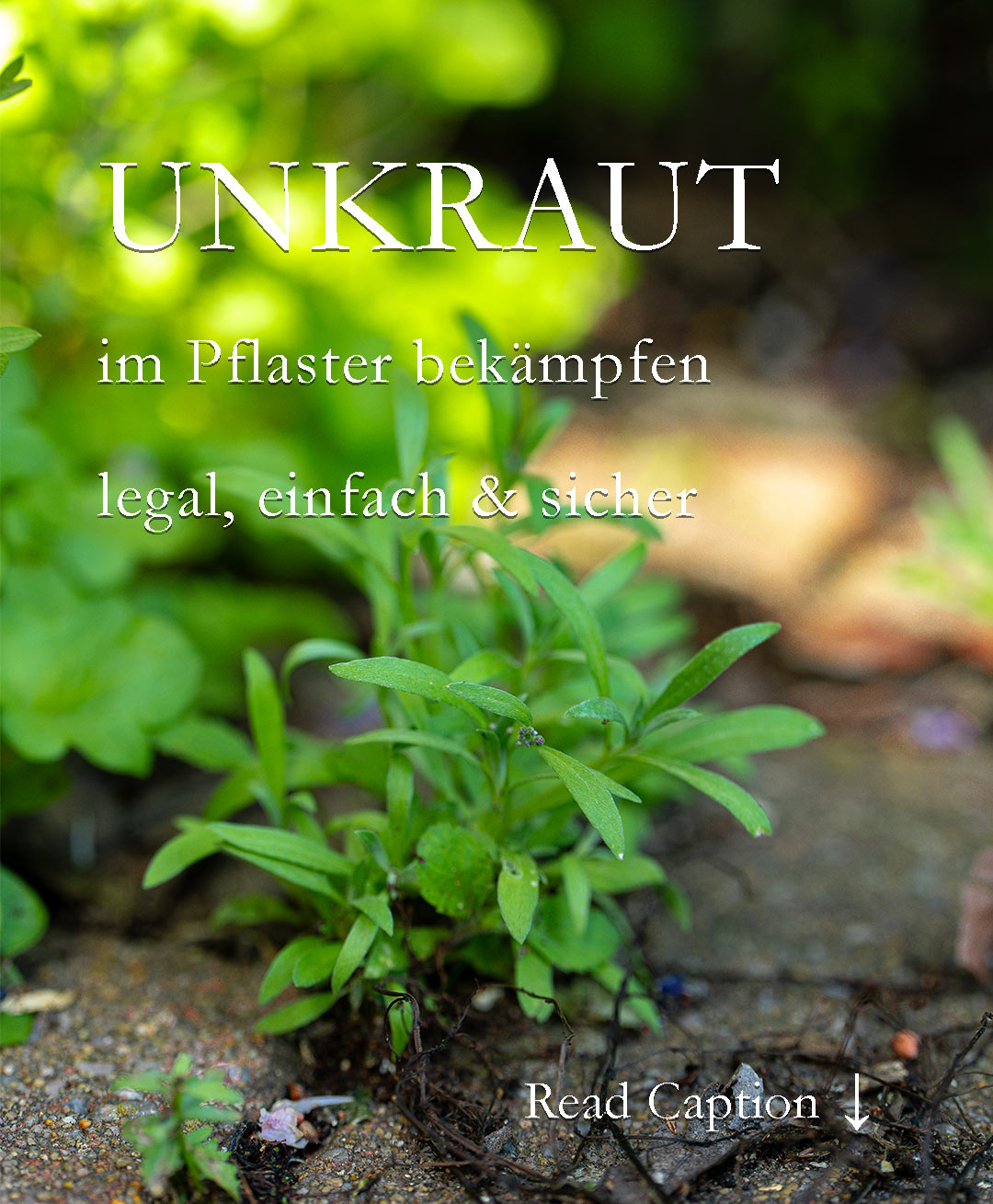 Unkraut im Pflaster einfach, aber sicher bekämpfen

Es ist nicht alles Unkraut, was irgendwo sprießt. Bevor man zu Gift oder anderen dubiosen oder verbotenen Mitteln (Essig, Salz, Roundup) greift, sollte man einfach an dem unbekannten oder unerwünschten Beikraut ziehen. Nach dem vielen Regen der letzten Tage klappt das besonders leicht.

Im Pflaster kann man Unkraut auch giftfrei, sicher und mühelos entfernen - oder auch von Anfang an vermeiden. Aber bitte nicht mit einem Unkrautvlies, weil dieses doch nur weiterer Plastikmüll im Garten ist und ohnehin keinen Samenflug von oben verhindert.

+++ Heißes Wasser aufs Unkraut und weg ist es!

Dieser Tipp ist so genial, dass es für größere Einsätze auf Plätzen und Wegen inzwischen sogar Maschinen gibt. Sehr löblich und spart der Umwelt jede Menge Gift.

In diesem Sinn: Schönes und entspanntes Wochenende im Garten.

Im Blog: Unkraut im Pflaster giftfrei, sicher, schnell & einfach bekämpfen.
https://www.wo-blumenbilder-wachsen.de/unkraut-im-pflaster-bekaempfen/

Kurz: https://www.insbeet.de/pflasterunkraut

#unkraut #gartenarbeit #gartentipp #meingarten #gartenwissen #gartentipps #gartenfragen #gärtnern #naturgarten #gartenlust #gartenliebe #gartenleben #grünerdaumen #gartenpflege #gartenideen #gartenblogger #gartenzeit #gärtnernmachtglücklich #gartensaison #schönergarten #blumengarten #tippsfürdengarten #gartengestaltung #nachhaltigesgärtnern #gartenliebhaber #naturimgarten #terrasse #pflaster
