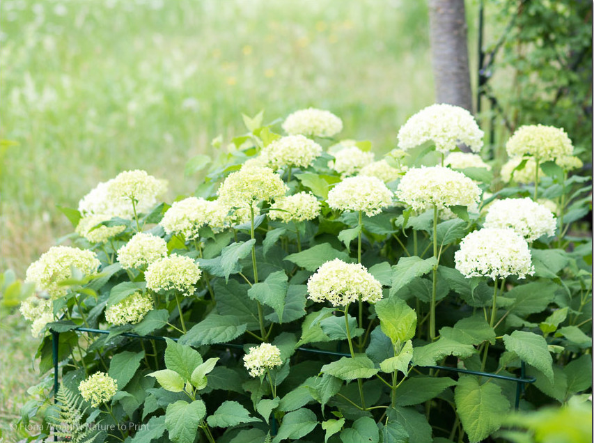 Hortensie Annabell ein Jahr vor dem Vesetzen