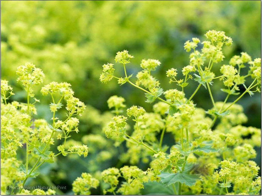 Gelbgrüne Blüten schweben über dunkelgrüne, grundständige Blätter. Ein hübscher Lichtblick im Stauden- und Rosenbeet. Auch Bienen lieben diese zarten Blüten. Gelbgrüne Blüten schweben über dunkelgrünen Blätter des Frauenmantels