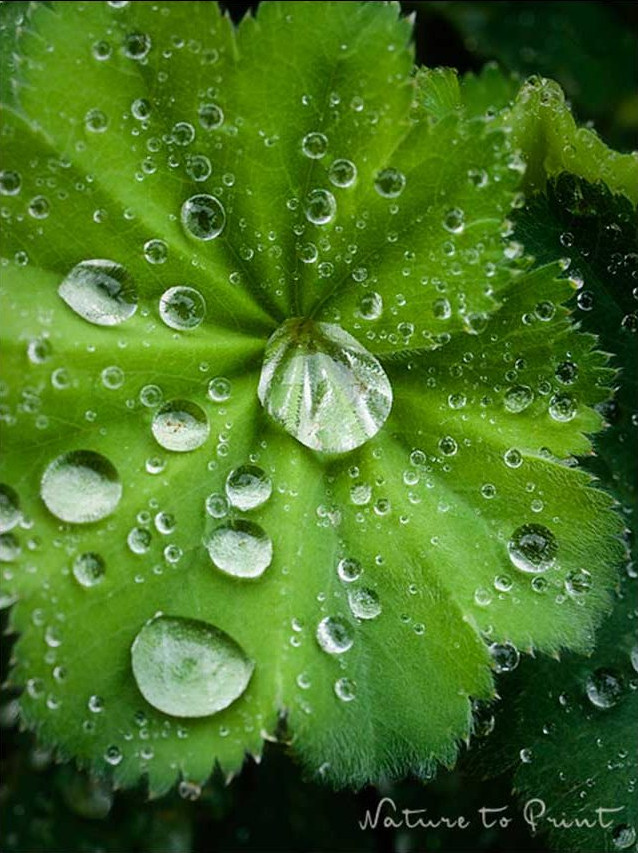 Tau und Regentropfen sammeln sich auf den Blättern des Frauenmantels und sehen wie Perlen aus. Das ist der Lotuseffekt, verursacht durch die feine Behaarung der Blätter. Regentropfen sammeln sich auf den Blättern des Frauenmantels