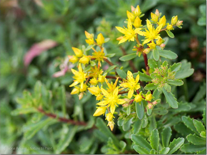 Goldsedum , genügsame Polsterstaude mit gelben Blüten