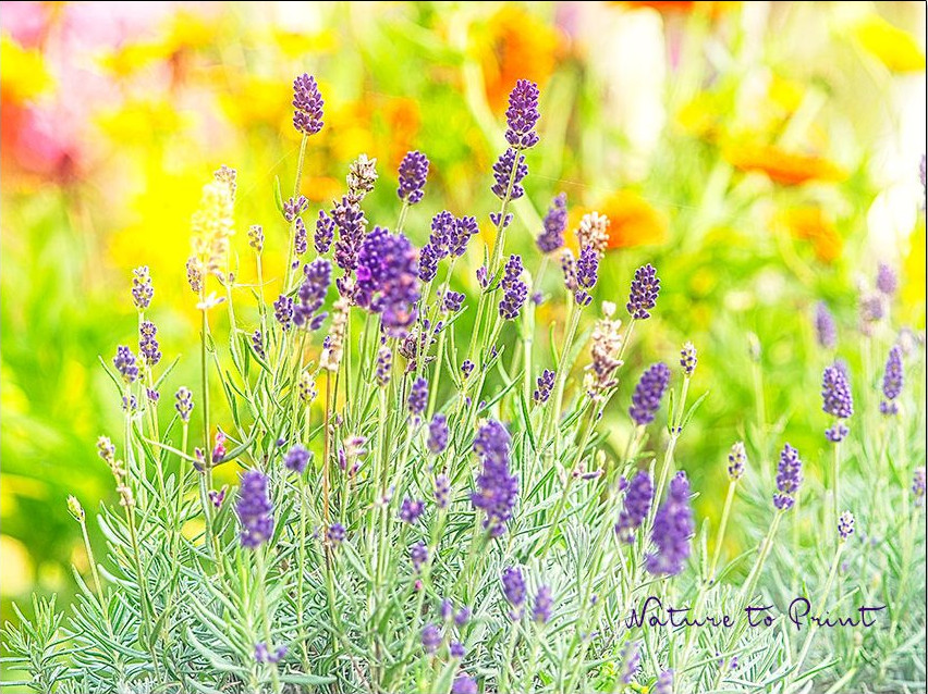 Lavendel blüht im Herbst