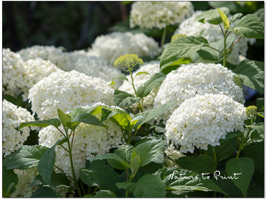 Hortensie Annabell versetzen, pflegen & schön kombinieren.