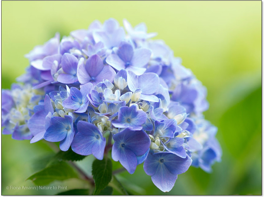 Blaue Hortensie Endless Summer im Schattenbeet