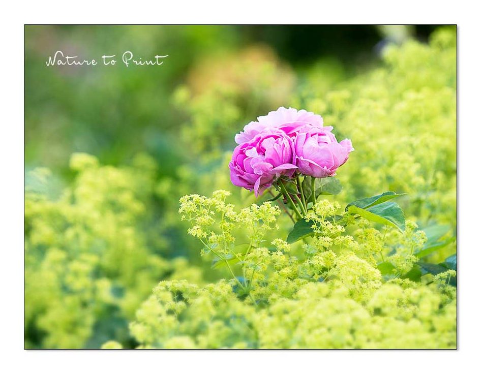 Austin-Rose Mary Rose badet in einem Meer aus Frauenmantel. So können Sie Rosen unterpflanzen auf ganz romantische Art. Rosen unterpflanzen mit Frauenmantel. Rose Mary Rose badet in einem Meer aus Frauenmantel