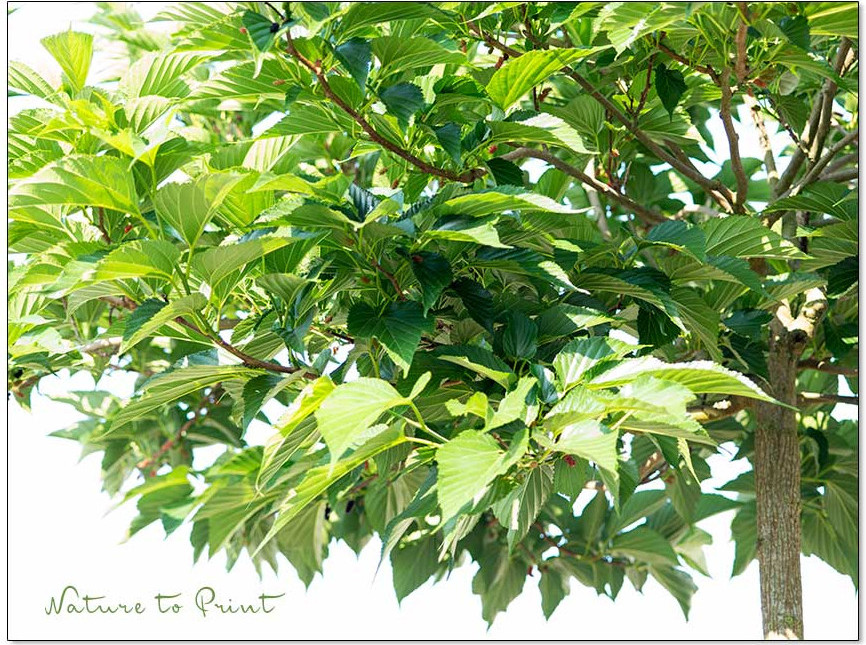 Schwarzer Maulbeerbaum mit Früchten. Der Baum spendet Schatten und sichert Vögel vor Nachbars Katzen.