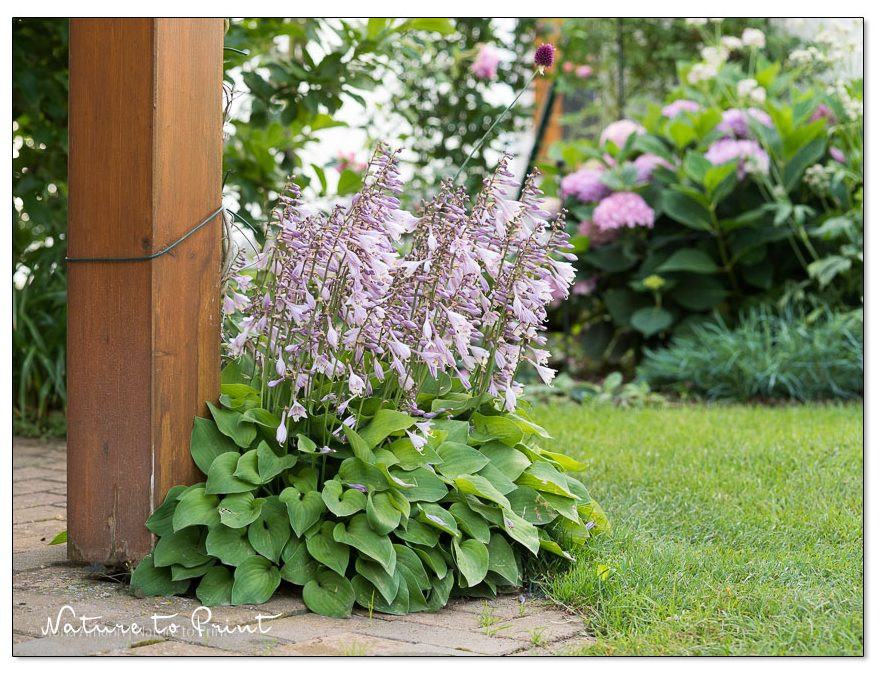 Kleine Hostas schützt eine kleinblättrige Pfeifenwinde an der Terrasse