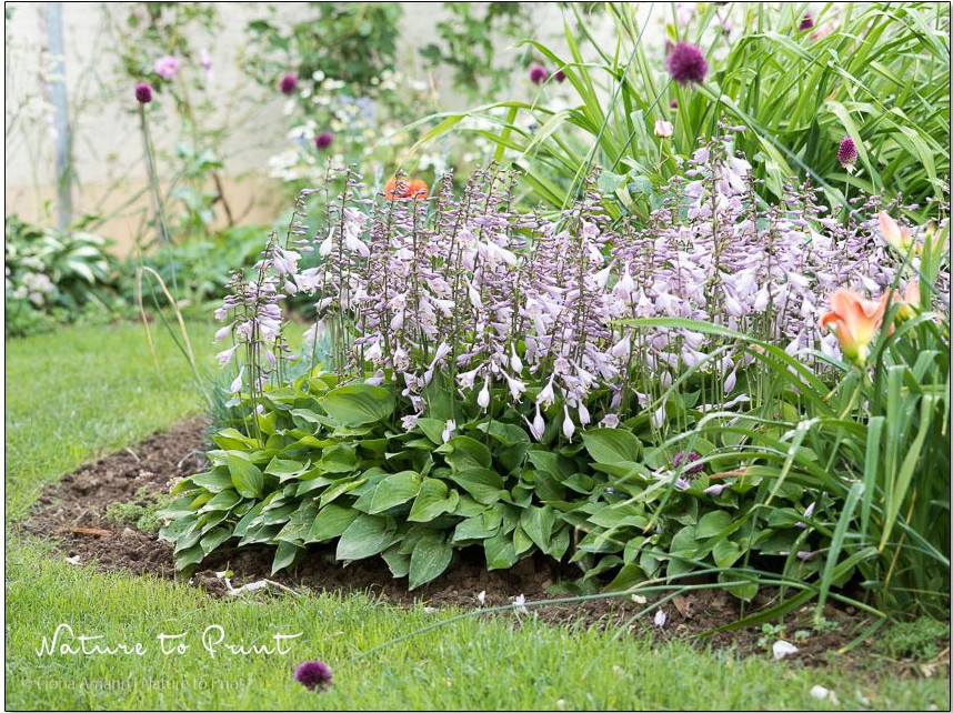 Aus einer Mini-Hostas viele machen und dann so richtig Fläche machen. Läuft