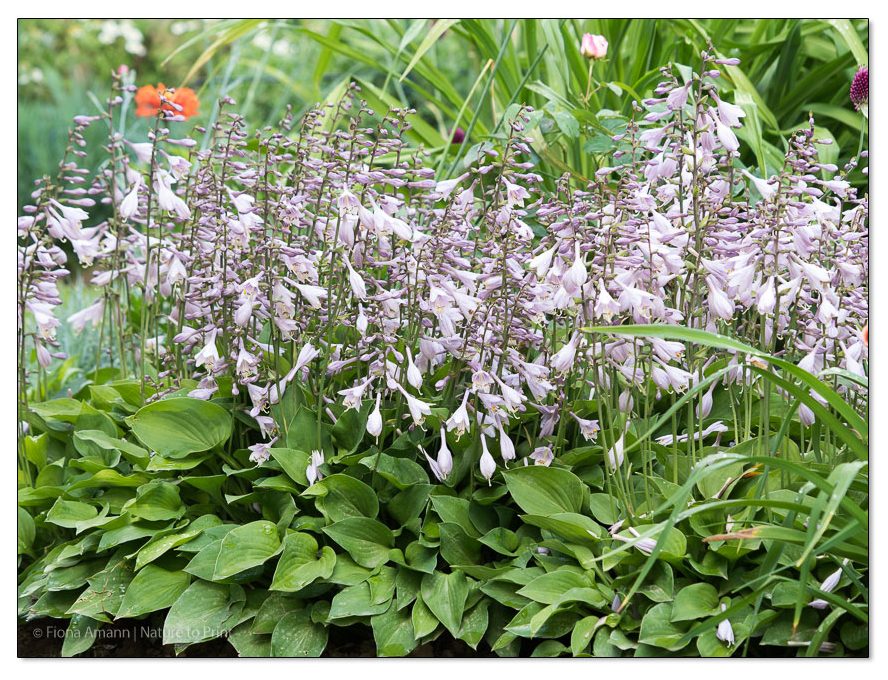 Mini-Hostas als Beeteinfassung halten dicht, den Beetrand sauber und blühen hübsch. Mini-Hostas als Beeteinfassung halten dicht, den Beetrand sauber und blühen hübsch.