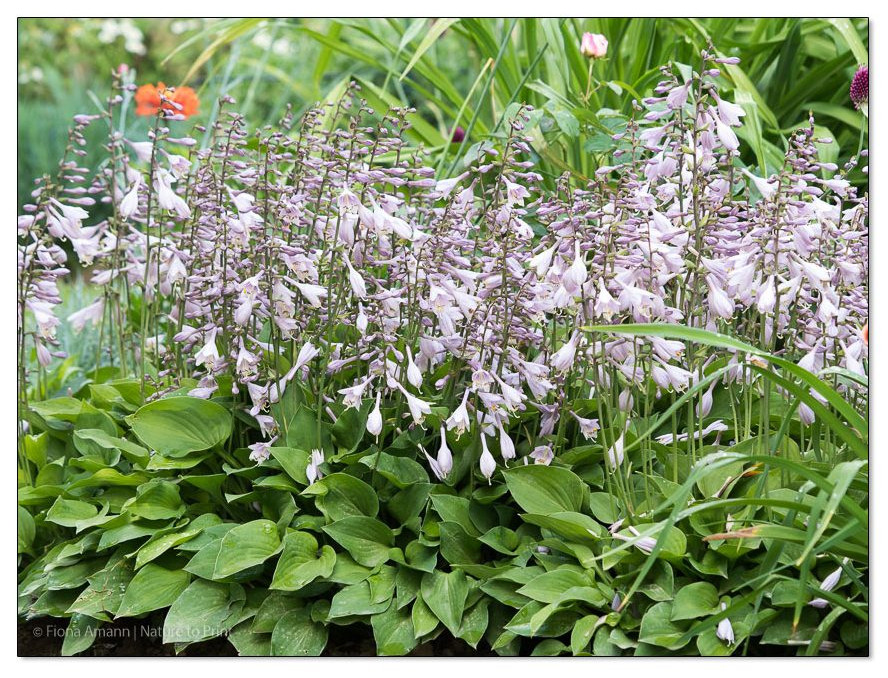 Mini-Hostas als Beeteinfassung