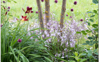 Mini-Hostas, beste Stauden für Beetrand & Baumscheiben.