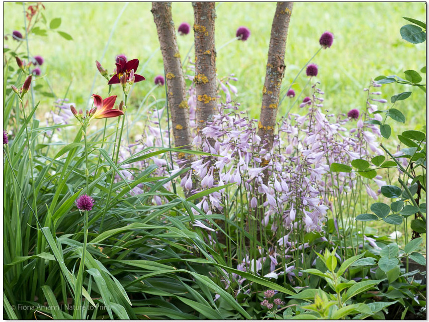 Mini-Hostas, beste Stauden für Beetrand & Baumscheiben.
