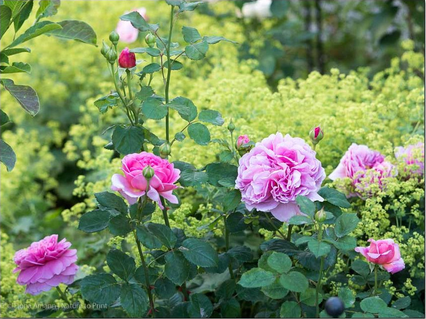 Englische Rose Princess Alexandra of Kent umrahmt von Alchemilla Rosenbild Princess Alexandra of Kent umrahmt von Alchemilla