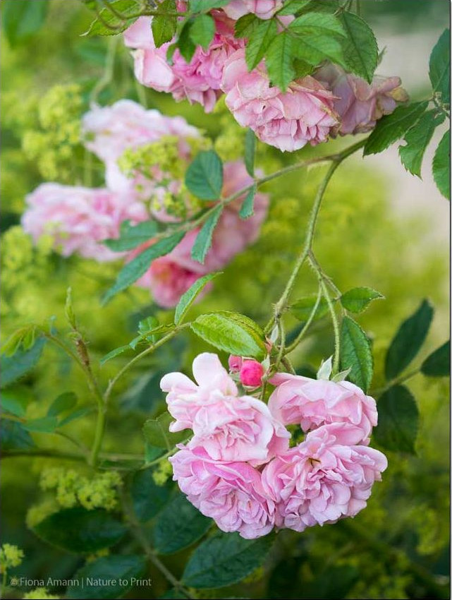 Kleiner Rambler Rosendorf Steinfurth 04 schwebt über Frauenmantel Ramblerrose Rosendorf Steinfurth 04 schwebt über Frauenmantel