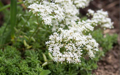 Teppichsedum, meine besten 5 Bodendecker für extrem schwierige Standorte.