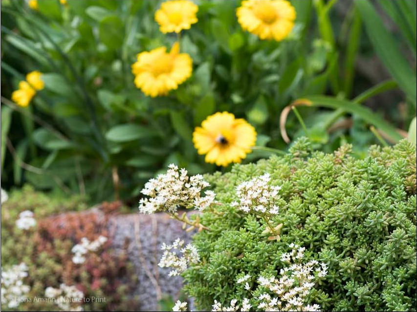 Immergrüne Polsterstaude, Teppichsedum, Weißer Mauerpfeffer, bot. Sedum album blüht weiß und ist überaus nützlich