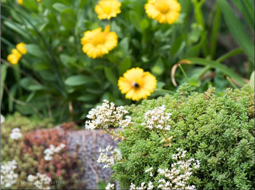 Teppichsedum | Sedum album blüht weiß und ist überaus nützlich