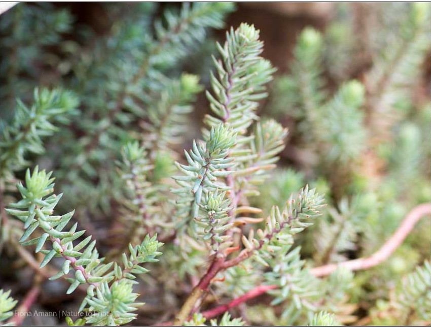 Felsen-Mauerpfeffer, Felsensedum, Sedum reflexum oder Tripmadam 