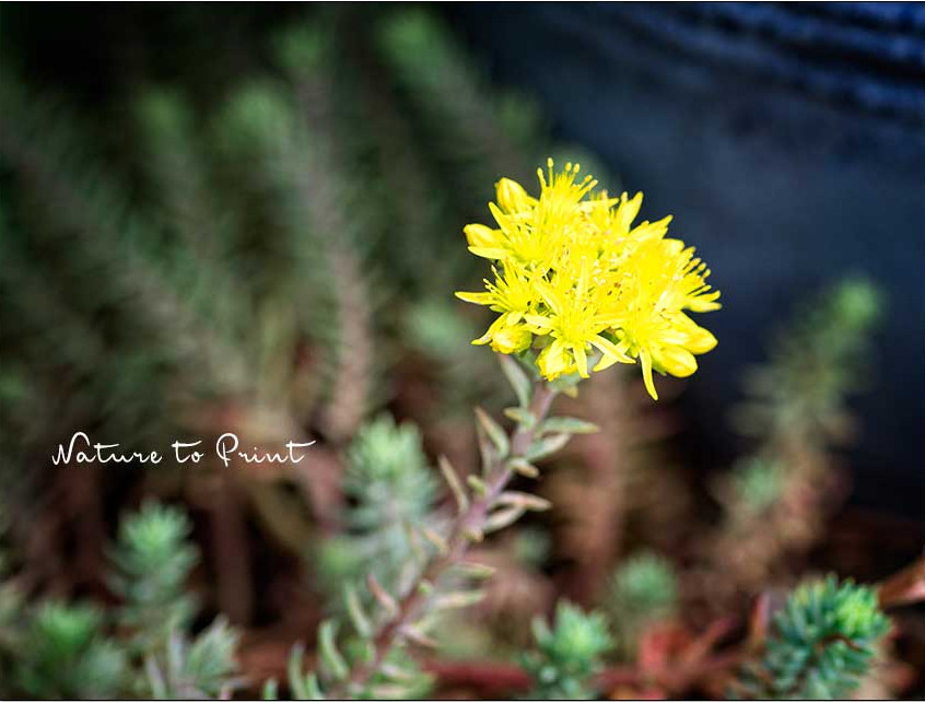 Felsen-Mauerpfeffer, ein Überlebenskünstler der ohne alles auskommt