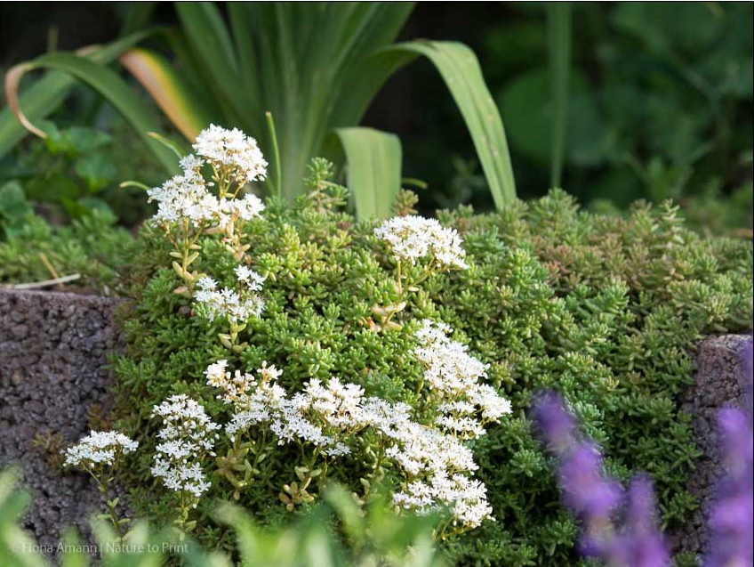 Bodendecker Sedum album verdeckt hässliche Baustoffe im Garten