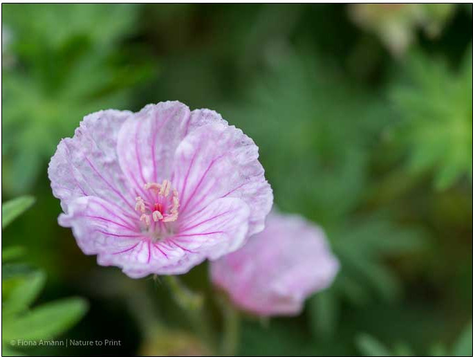 Augen auf beim Pflanzenkauf