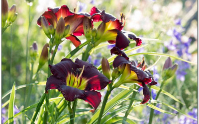 Ein pflegeleichter Vorgarten. 14 Tipps für leichteres Gärtnern.