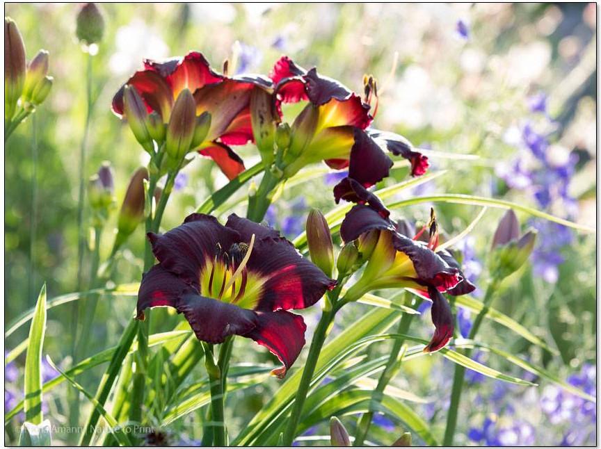 Ein pflegeleichter Vorgarten. 14 Tipps für leichteres Gärtnern.