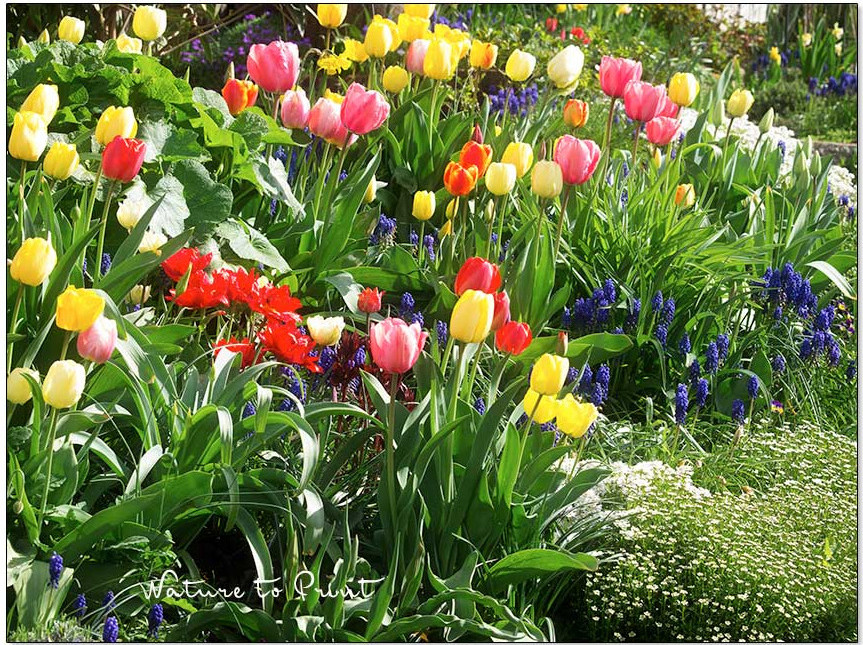 Jede Menge Tulpen blühen im pflegeleichten Vorgarten zwischen Stauden.