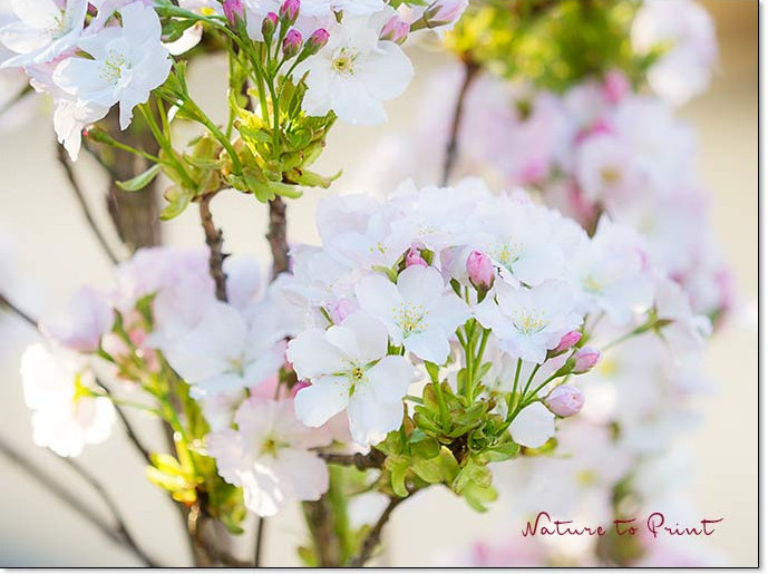 Eine Zierkirsche bereichert jeden Vorgarten. Blüht, trägt aber keine Früchte.