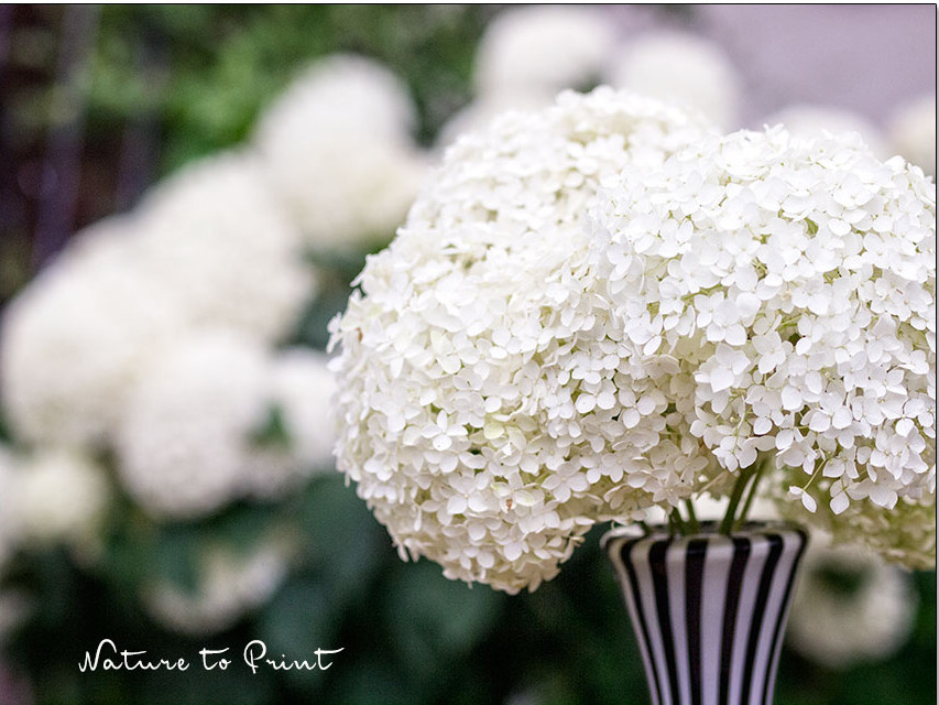 Hortensie Annabell hält sich auch gut in der Vase
