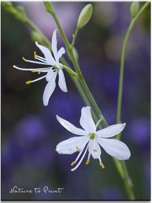 Ästige Graslilie (Anthericum ramosum) | im Blumengarten von Nature to Print