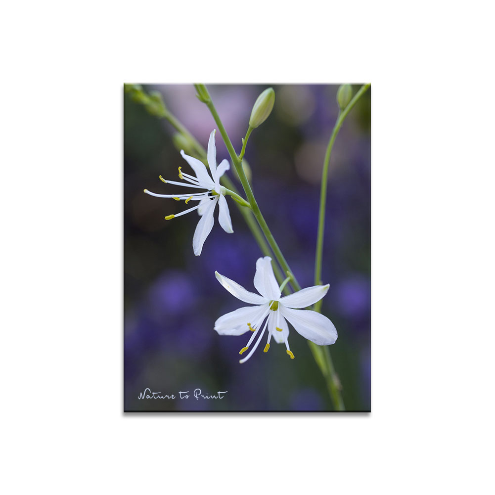 Ästige Graslilie (Anthericum ramosum) | im Blumengarten von Nature to Print