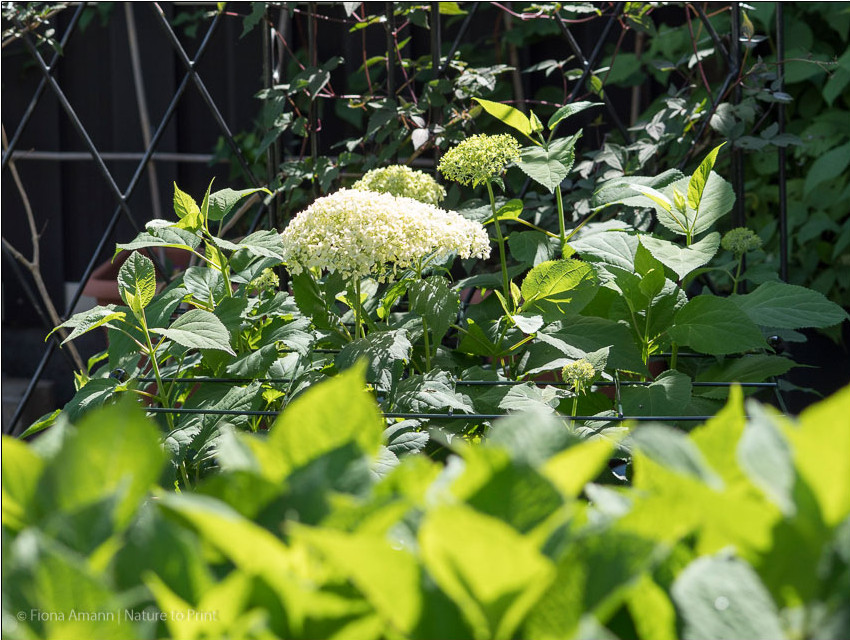Hortensie Annabell an ihrem neuen Platz.