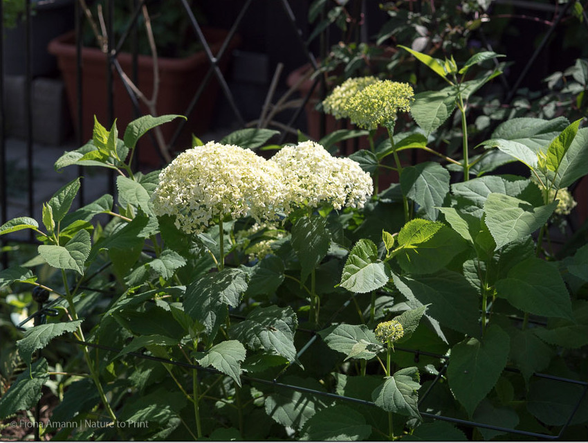 Hortensie Annabell in ihrem neuen, speziellen Hortensien-Gitter. 