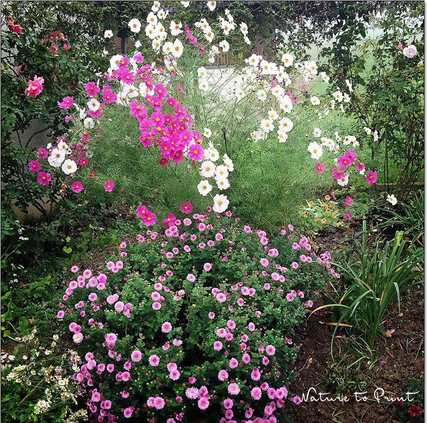 Cosmeen blühen bis zum Frost