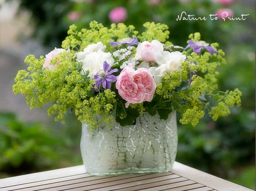 Alchemilla, kombiniert mit romantischen Rosen und Staudenclematis Arabella in einer Glasvase. Alchemilla kombiniert mit Rosen und Clematis in einer Glasvase.