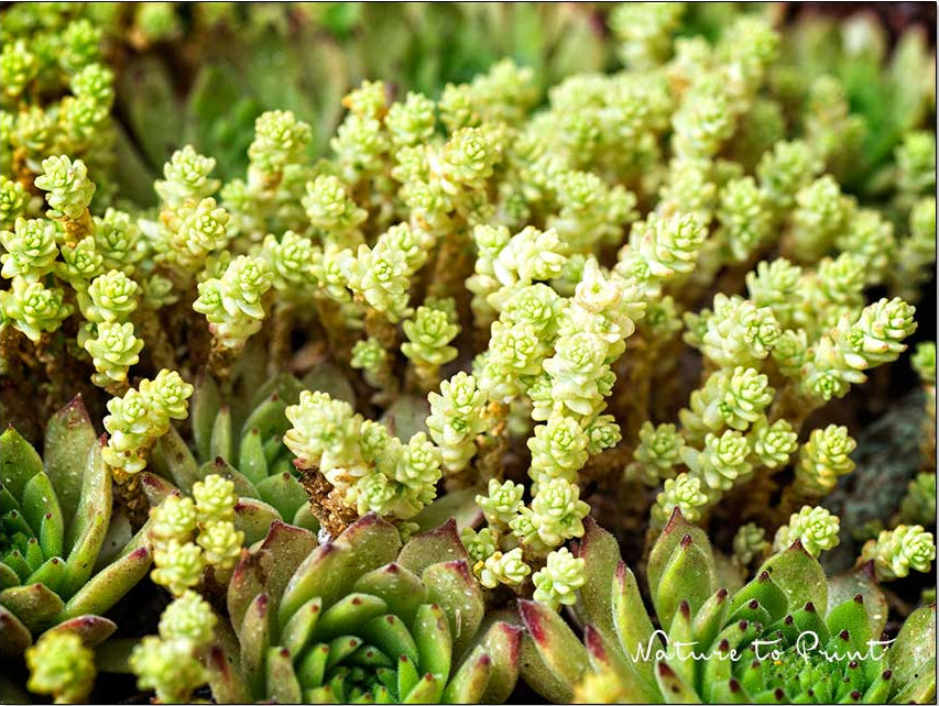 Scharfer Mauerpfeffer, Sedum acre, eine zarte Schönheit