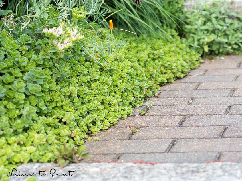 Teppichsedum | Sedum spurium, Bodendecker hält Wege sauber